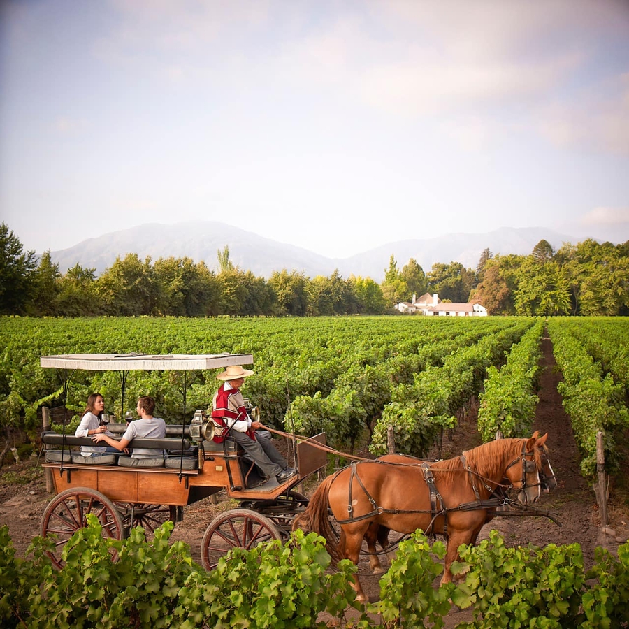 Rượu vang Viu Manent El Incidente 2018